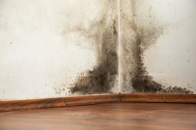 Black Mold Removal — Hathaway Environmental in Solon, OH